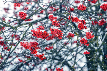 snow covered branches of mountain ash with red berries in winter during snowfall
