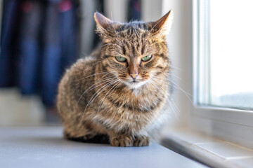 The cat is in the room on the table near the window