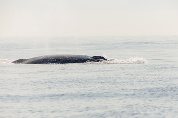Obraz premium migration of humpback whales in the sea of ​​Rio de Janeiro.