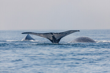 Obraz premium migration of humpback whales in the sea of ​​Rio de Janeiro.