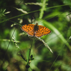 butterfly, nature, green, orange, wings, 