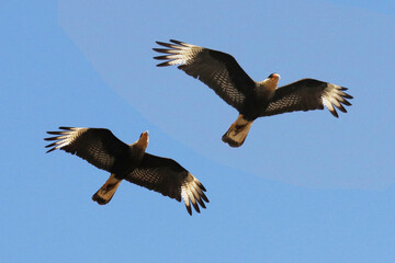 Casal de carcará no céu de Caldas Novas - GO - Brasil