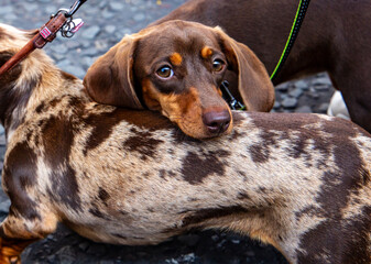 A brown Dachshund resting its head on the back of another Dachshund with a dappled coat, both dogs...