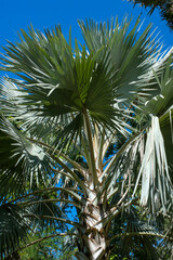 Fototapeta premium Beautiful high Palm Trees, Arecaceae, Palmae