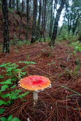 Huge Toxic Red Mushroom in the Wild
