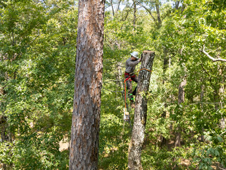 Tree Trimmer climbing and working to cut down oak tree