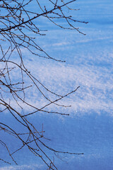 bare tree branches with snow background in winter garden