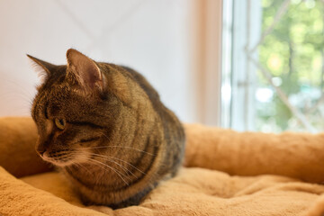 A Felidae cat with fur is lounging in a cozy cat bed