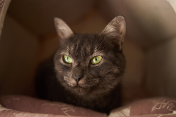 A Felidae cat with fur is lounging in a cozy cat bed