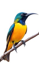 Fototapeta premium Regal Sunbird Perched on a Branch on a White Background, Realistic Photo, Wallpaper, Cover and Screen for Smartphone, PC, Laptop, 9:16 and 16:9 Format