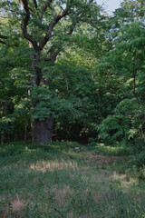 The Rogalin Landscape Park. Poznan. Greater Poland