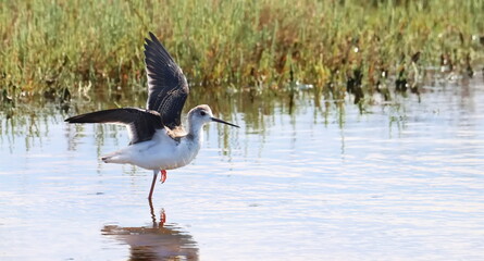 Black-winged stilt juvenile (Himantopus himantopus) birds of Montenegro