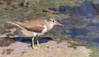 Common sandpiper (Actitis hypoleucos)  birds of Montenegro