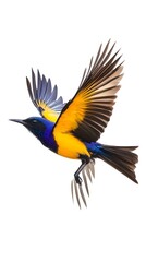 Fototapeta premium Regal Sunbird Flying on White Background, Photo Realistic, Wallpaper, Cover and Screen for Smartphone, PC, Laptop, 9:16 and 16:9 Format