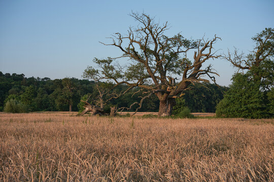 The Rogalin Landscape Park. Poznan. Greater Poland