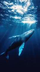 Fototapeta premium A majestic blue whale swimming gracefully in deep ocean