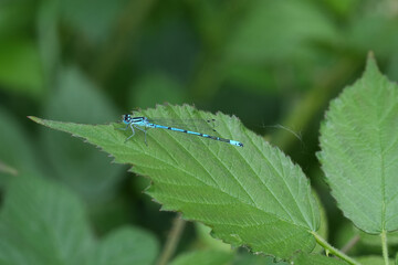 Closeup on a blue male European azure damselfly, Coenagrion puella, haning in the grass