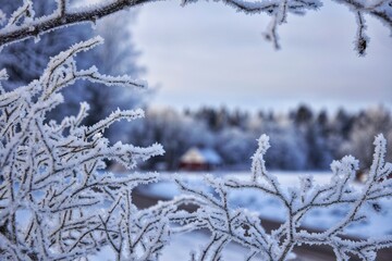 Frozen tree branches covered with Winter time. 