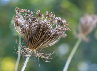 Close-up of dried wild Queen Anne's lace, with its intricate structure and delicate seed heads in focus against the blurred background of nature