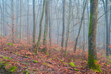 Neblige Morgenstimmung im Wald im Herbst am Großer Gleichberg, Nebel im Wald mit Herbstlaub, Bäumen und schöner Lichtstimmung, Gleichamberg, Thüringen, Deutschland