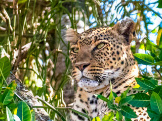 A leopard (Panthera pardus) looks out of its hiding place. Only the head is visible. Taken in the...