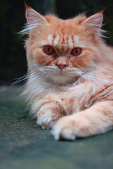 Red cat portrait sitting on th e street