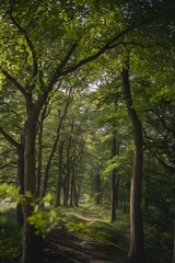 A green forest of beech trees.  The forest is dense with trees, and there is a path leading into the distance.