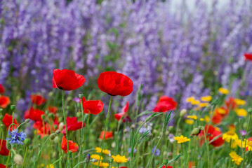 Fototapeta premium beautiful flowers growing on Confetti fields