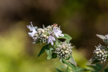 Inflorescence of American mountain mint, Pycnanthemum pilosum