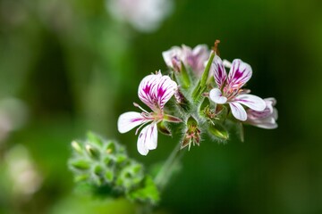 Obraz premium Austral storksbill, Pelargonium australe