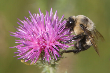 Bumblebee in thistle wildlflower in late summer