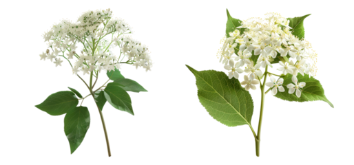 Elder flower isolated on transparent background, set of