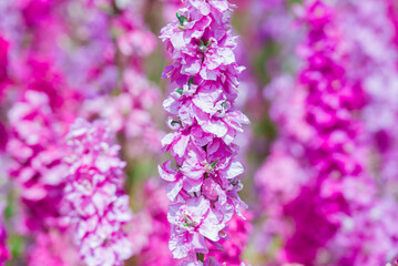 beautiful flowers growing on Confetti fields