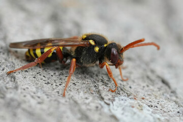 Detailed closeup on the colorful European orange horned Nomad bee, Nomada ruficornis