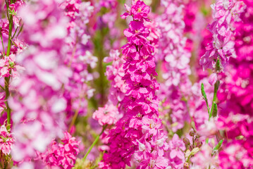 beautiful flowers growing on Confetti fields