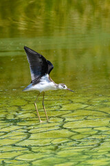 A bird with crane leg, black headed stilt