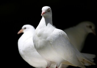 Three white doves on a black background