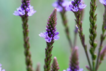 Obraz premium American vervain, Verbena hastata