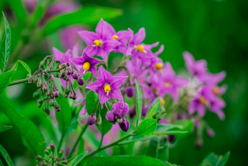 Obraz premium Photo of growing flowers in the garden