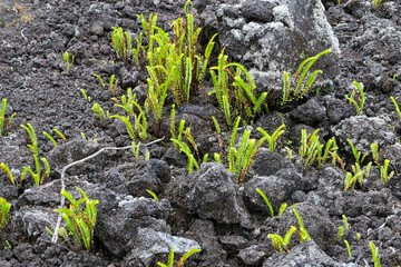 Coastal lava fields on the island of La Reunion, France