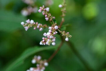 Inflorescence of Aconogonon campanulatum