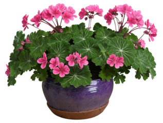 Pink geranium plant in purple pot on a transparent background