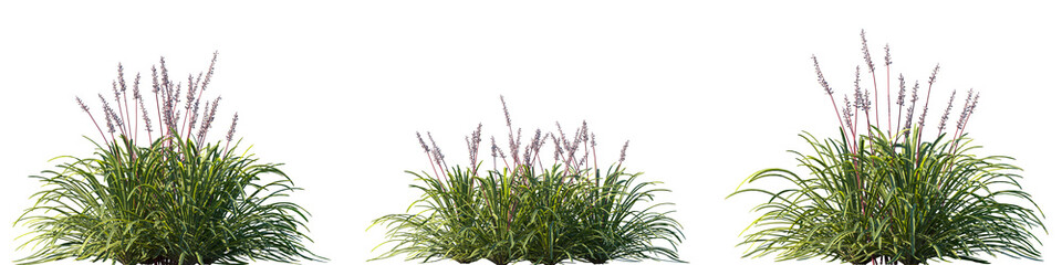 Set of Liriope muscari (big blue lilyturf, lilyturf, border grass, and monkey grass) frontal isolated png on a transparent background perfectly cutout high resolution © Viktoria