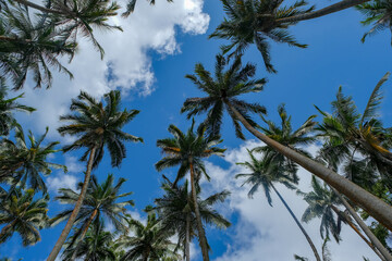 Beautiful high Palm Trees, Arecaceae, Palmae