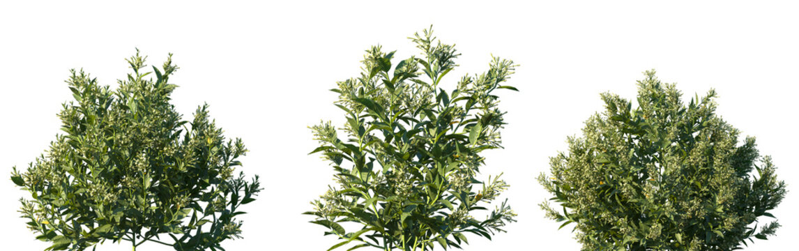 Set of Cestrum nocturnum (the lady of the night, night-blooming jasmine, night-blooming jessamine, night-scented jessamine) frontal isolated png on a transparent background perfectly cutout