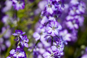 Fototapeta premium beautiful flowers growing on Confetti fields