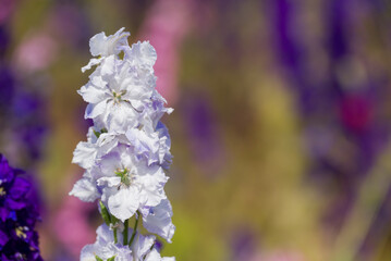 beautiful flowers growing on Confetti fields