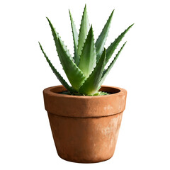 Aloe Vera Plant in Pot on a transparent background
