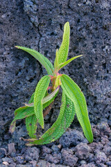 Coastal lava fields on the island of La Reunion, France
