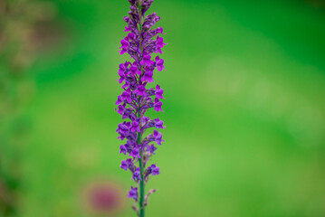 Photo of growing flowers in the garden